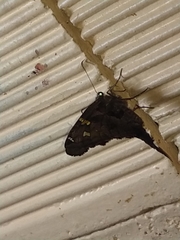 Chioides