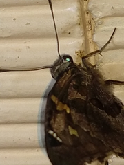 Chioides