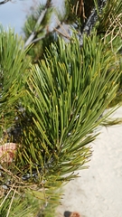 Pinus heldreichii