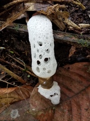 Staheliomyces cinctus