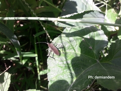 Phthiacnemia picta