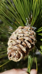 Pinus heldreichii