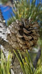 Pinus heldreichii