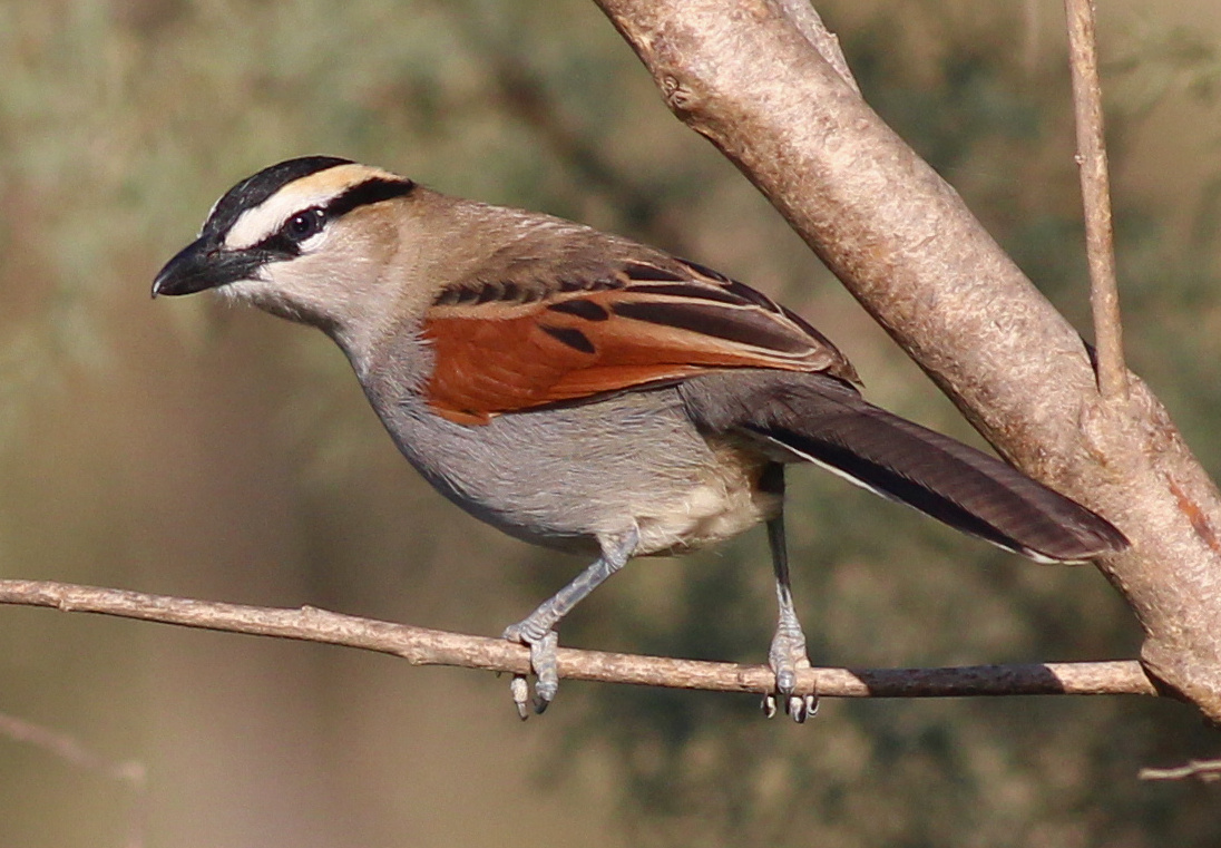 Black-crowned Tchagra (Tchagra senegalus)