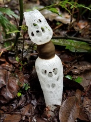 Staheliomyces cinctus