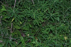 Euphorbia kraussiana