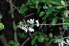 Equilabium laxiflorum