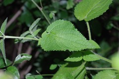 Equilabium laxiflorum