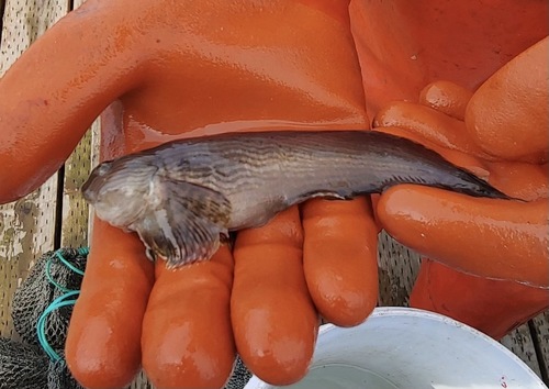 showy snailfish