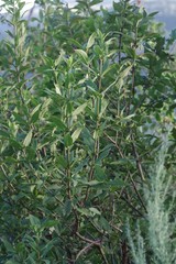 Bowkeria verticillata