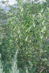 Bowkeria verticillata