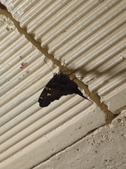 Chioides