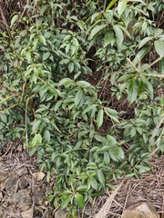 Lithocarpus glaber