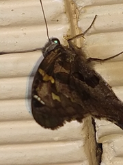 Chioides
