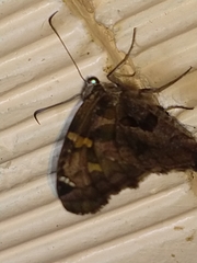 Chioides