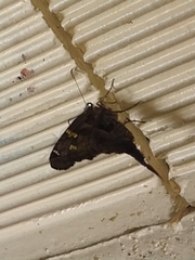 Chioides