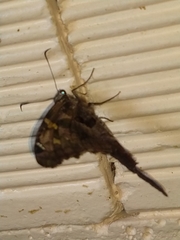 Chioides