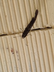 Chioides
