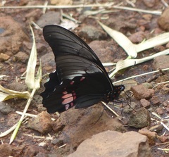 Heraclides anchisiades capys