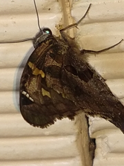Chioides