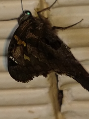 Chioides