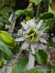 Passiflora edulis edulis