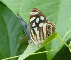 Dynamine postverta postverta