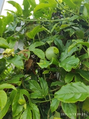 Passiflora edulis edulis