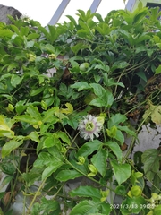 Passiflora edulis edulis