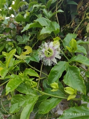 Passiflora edulis edulis