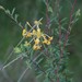 Lasiosiphon pulchellus - Photo 由 Craig Peter 所上傳的 (c) Craig Peter，保留部份權利CC BY-NC