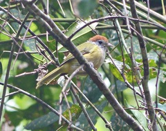 Hylophilus poicilotis