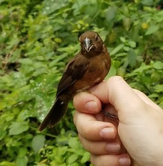 Cyanoloxia cyanoides