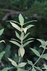 Bowkeria verticillata