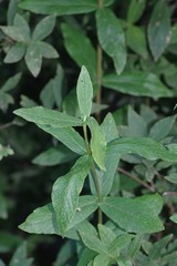 Bowkeria verticillata
