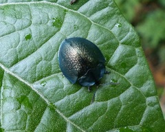Cyrtonota thalassina