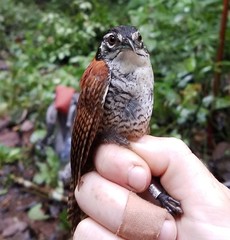 Cantorchilus nigricapillus