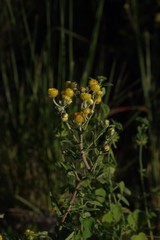 Helichrysum cooperi