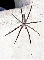 Euprosthenops