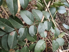 Zanthoxylum scandens