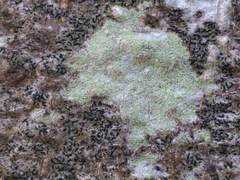 Lecanora expallens