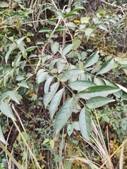 Zanthoxylum scandens