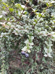 Syzygium grijsii