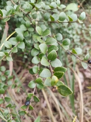 Syzygium grijsii