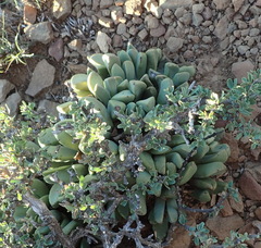 Pleiospilos compactus canus