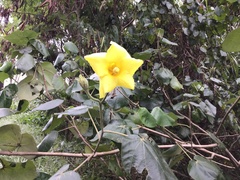 Hibiscus tiliaceus pernambucensis