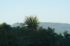 Aloe ferox