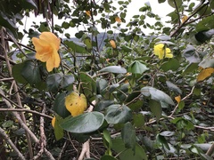 Hibiscus tiliaceus pernambucensis