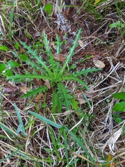 Cirsium nuttallii