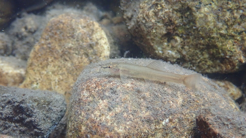 Onzeker bermpje (Schistura incerta) — Nemacheilidae — 4